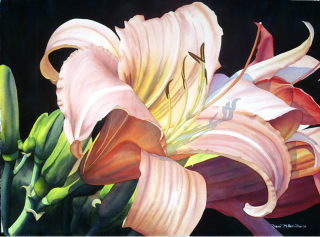 One of the many floral watercolor paintings for sale at Trillium Studio.