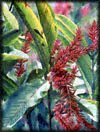 Jam Ginger